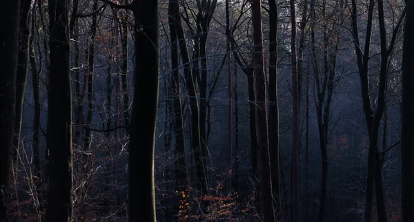 Sun Shining Trees Hazy Fall Day Palatinate Forest Germany — Stock Fotó