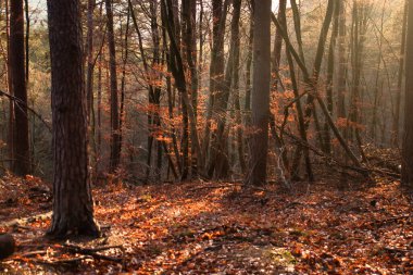 Light shining through the bare trees onto colorful orange leaves on the ground on a fall day in the Palatinate forest of Germany.