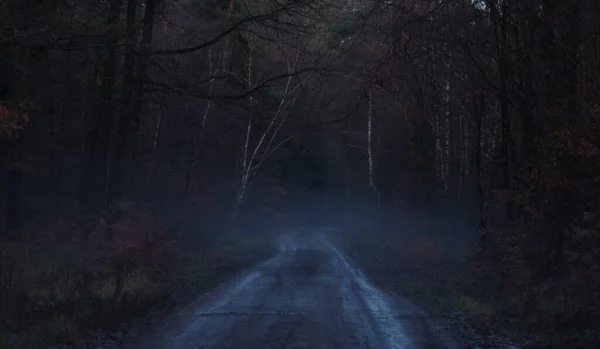 Wet Road Surrounded Bare Trees Hazy Fall Day Palatinate Forest — Stock Photo, Image