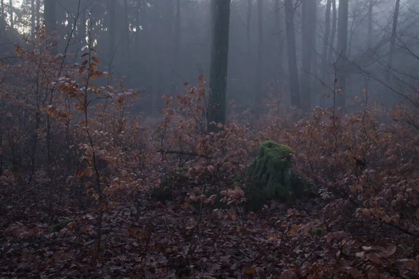 Tree Stump Green Moss Surrounded Trees Dead Leaves Foggy Fall — стокове фото