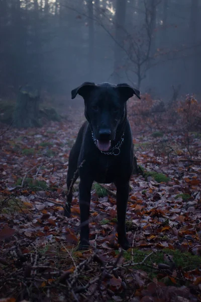Black Dog Standing Dead Leaves Floor Palatinate Forest Foggy Fall — Stockfoto