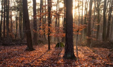 Bir sonbahar günü Almanya 'nın Palatinate ormanındaki ağaçların arkasında parlayan öğleden sonra güneşi..