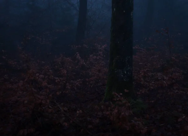 Помаранчеве Листя Холодному Темному Палацовому Лісі Туманний День Німеччині — стокове фото