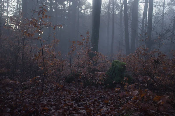 Пеньок Дерева Мертве Листя Німецькому Лісі Похмурий Туманний Осінній День — стокове фото