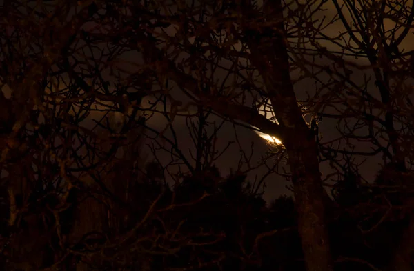 Bright Moon Tree Leaves Fall Night Germany — Stock Photo, Image