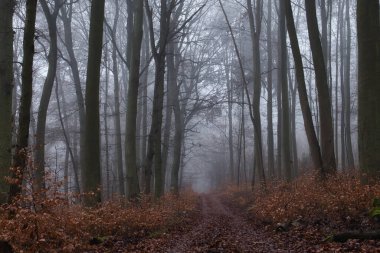 Yol turuncu bitkilerle çevrili. Almanya 'nın Palatinate ormanında bir sonbahar günü ağaçların etrafındaki sis.