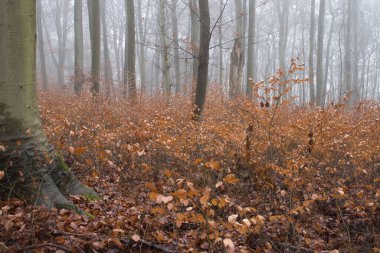 Almanya 'da sisli bir sonbahar gününde, ağaç gövdelerinde yetişen portakal bitkileri..