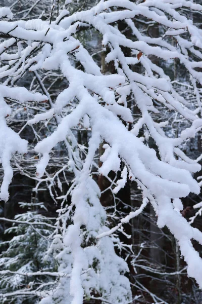 Στρώμα Χιονιού Κλαδιά Δέντρων Μια Κρύα Φθινοπωρινή Μέρα Ένα Βαυαρικό — Φωτογραφία Αρχείου