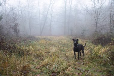 Kara Labrador, sisli bir sonbahar gününde Alman ormanındaki bir düzlükte duruyor..