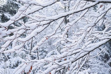 Almanya 'nın Bavyera şehrinde soğuk bir sonbahar gününde karla kaplı ağaç dallarının tepeleri.