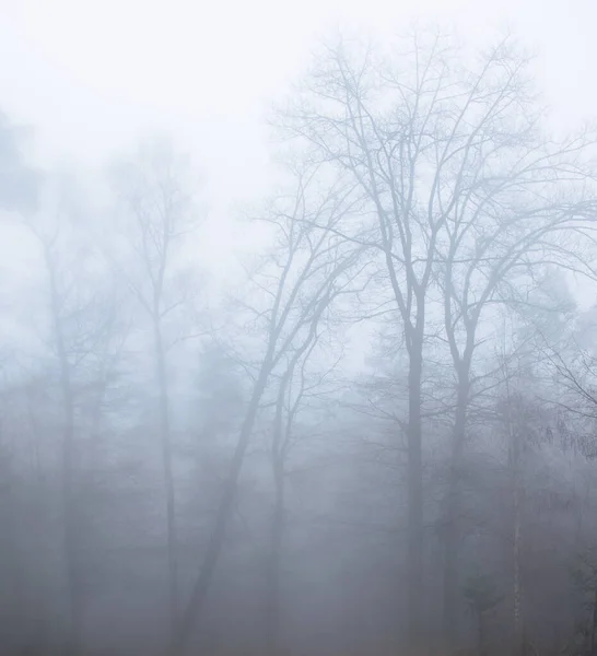 Árboles Pesada Niebla Bosque Alemán Día Otoño — Foto de Stock