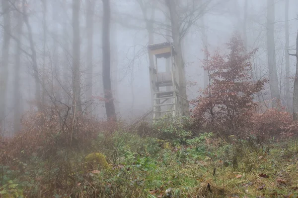Полювання Лісі Зародковому Лісі Туманний Осінній День — стокове фото
