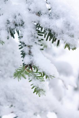 Almanya 'nın Bavyera kentinde soğuk bir sonbahar gününde karla kaplı yeşil çam ağacı iğneleri.