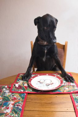 Siyah Labrador av köpeği sandalyeye oturmuş ön pençeleri mutfak masasındaki bir Noel minderinde..