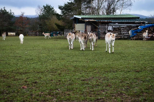 Grupo Veados Brancos Bronzeados Caminhando Grama Uma Fazenda Alemanha Rural — Fotografia de Stock