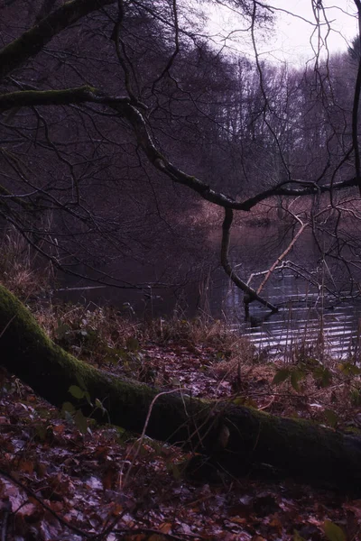 Padlý Strom Větev Rostoucí Nad Vodou Jezírku Schwarzweiher Enkenbach Alsenborn — Stock fotografie