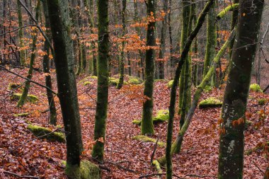 Almanya 'da kış günü Palatinate Ormanı' nda kayalar üzerinde yeşil yosun ve ölü yapraklar..