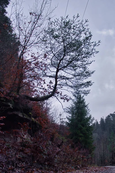 Baum Der Einem Kalten Bewölkten Wintertag Deutschland Einem Wanderweg Pfälzer — Stockfoto