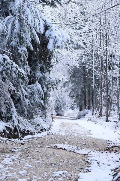 Weg Durch Schneebedeckte Bäume Den Bayerischen Alpen Einem Kalten Wintertag — Stockfoto