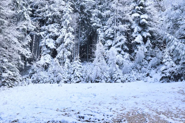 ドイツのバイエルンアルプスの森の中で寒い秋の日に雪に覆われたさまざまなサイズの木 — ストック写真