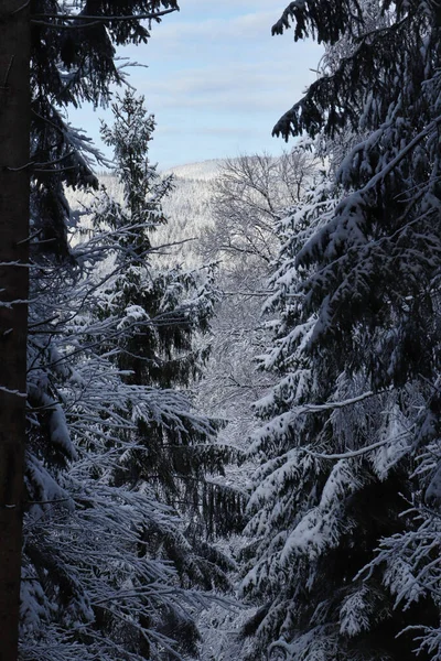 Dunkle Schneebedeckte Bäume Mit Sonnenstrahlen Auf Einem Berg Hintergrund Einem — Stockfoto