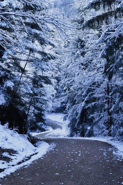 Straße Durch Verschneite Bäume Einem Wald Den Bayerischen Alpen Einem — Stockfoto