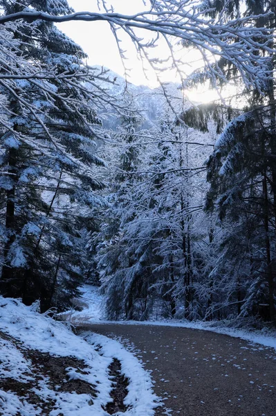 Schnee Bedeckte Bäume Einem Kalten Herbsttag Auf Einer Straße Wald — Stockfoto