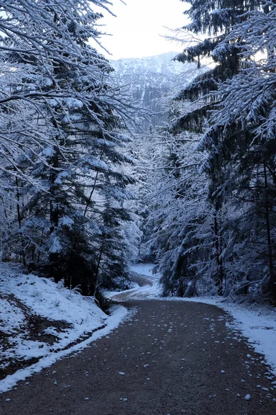 Δρόμος Στο Δάσος Ένα Βουνό Στο Παρασκήνιο Στις Βαυαρικές Άλπεις — Φωτογραφία Αρχείου