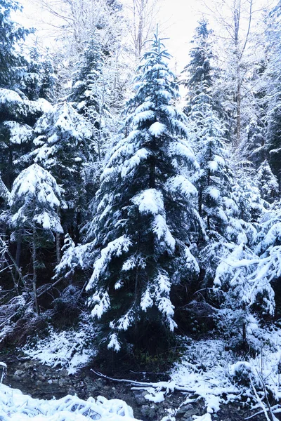 Bäume Neben Einem Kleinen Bach Einem Wald Den Bayerischen Alpen — Stockfoto