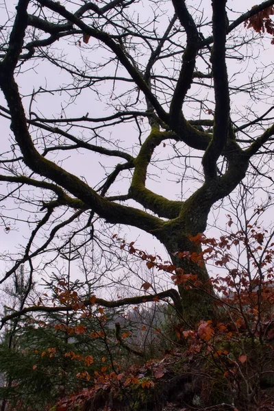 Arbre Près Devil Table Dans Forêt Palatinale Allemagne Par Une — Photo