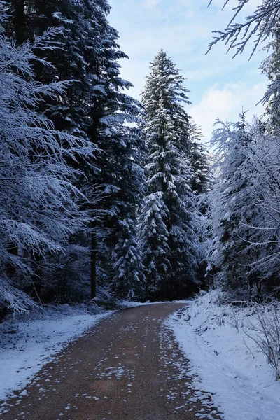 Sonne Scheint Auf Einen Schneebedeckten Baum Hinter Einer Straße Einem — Stockfoto