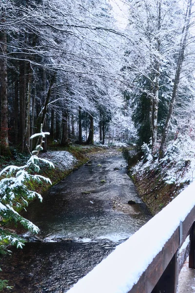 Schneebedeckte Bäume Über Einem Kleinen Bach Den Bayerischen Alpen Einem — Stockfoto