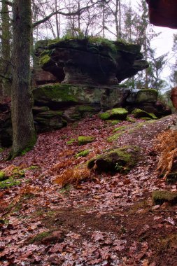 Ölü yapraklar, bir kış günü Almanya 'nın Palatinate Ormanı' ndaki bir ağacın yanındaki kaya oluşumuna yol açar..