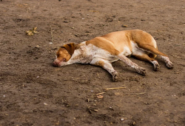 Beagle chien à la recherche — Photo