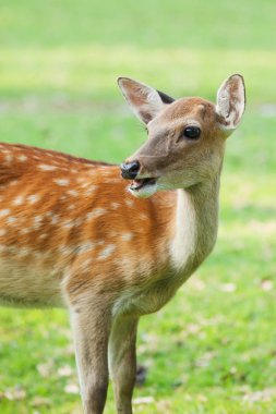 candit atış bir geyik