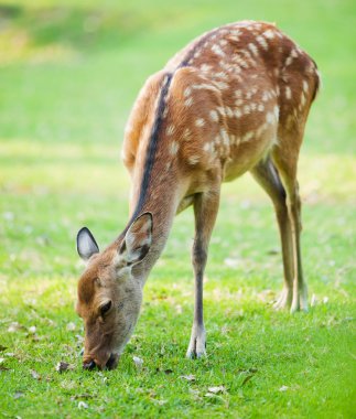 candit atış bir geyik