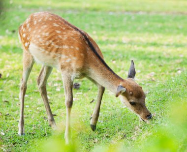 bir sevgili candit vurdu