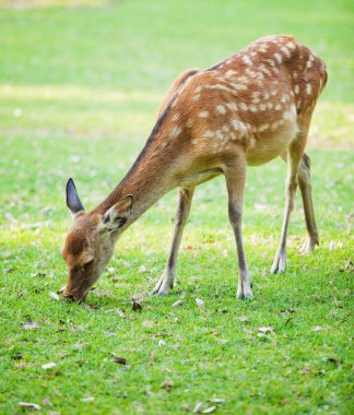 candit atış bir geyik