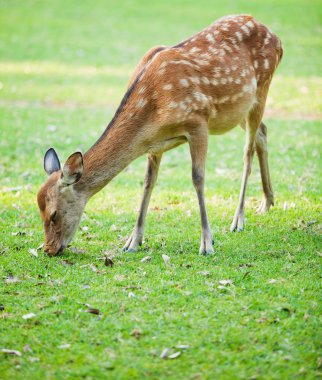 bir sevgili candit vurdu