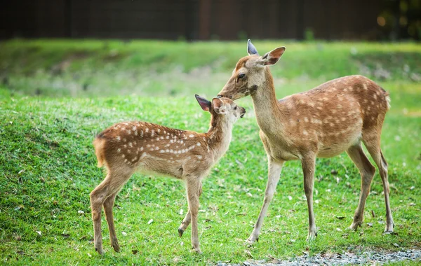 Candit shot of two little deers playing — Stock Photo, Image