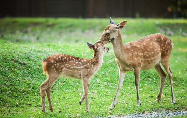 Candit 拍摄的两个小小的鹿玩 免版税图库照片