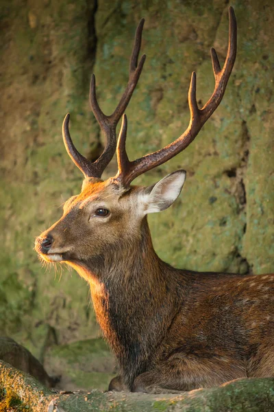 Candit shot of a doe — Stock Photo, Image