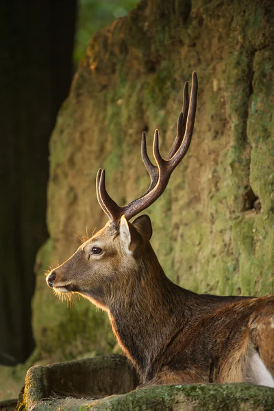 Candit shot of a doe — Stock Photo, Image