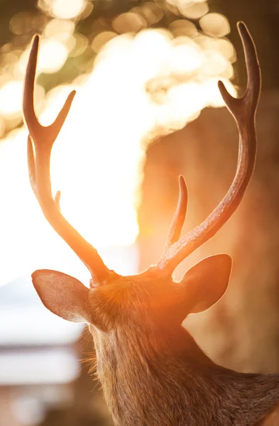 Head shot of a deer from the back — Stock Photo, Image