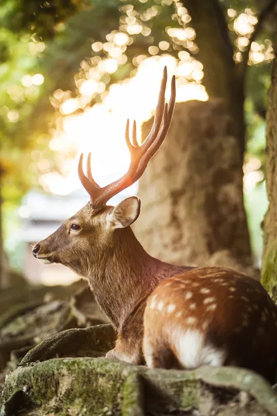 Candit shot of a doe — Stock Photo, Image