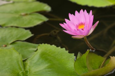 Lotus çiçeği ve lotus çiçek bitki su.