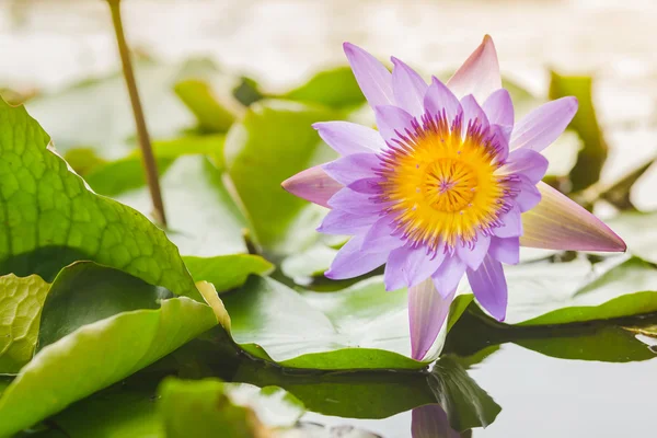 Lotus çiçeği ve lotus çiçek bitki su.