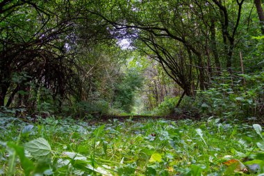 Ormandaki bir kemerin altından geçen patikanın alçak açılı görüntüsü.