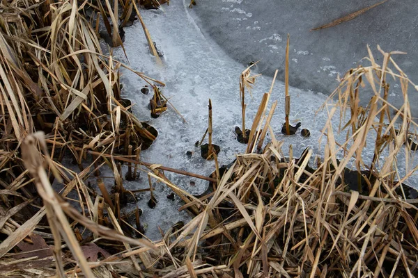 Primer Plano Hielo Hierba Caña Seca Lago Invierno —  Fotos de Stock