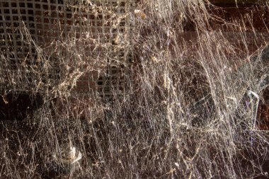 Güneş tarafından aydınlatılan bir çatı altında soyut beyaz örümcek ağı